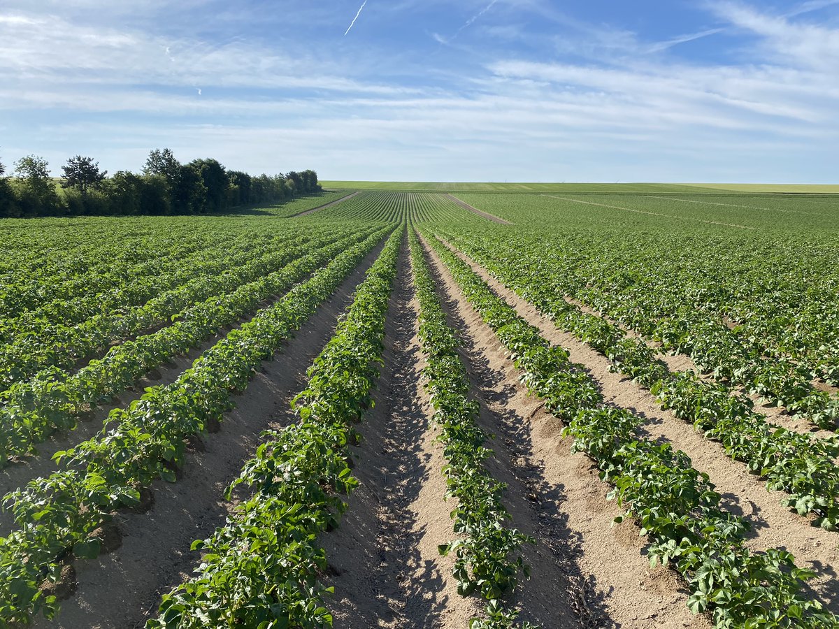 "Ik zie druppelirrigatie als een oogstverzekering". Dat zei een van de boeren die Netafim-druppelirrigatie voor zijn uien gebruikt. Met druppelirrigatie kan hij in zowel droge als natte omstandigheden sturen op de hoeveelheid water en voeding die zijn oogst krijgt.