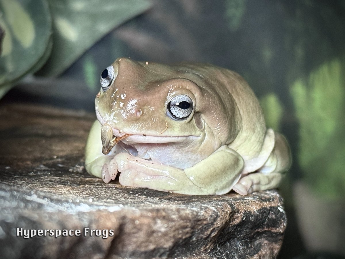 HyperspaceFrogs's tweet image. Rodney has no idea where Hollus’s nummy went! Go ask Starbuck. 😇