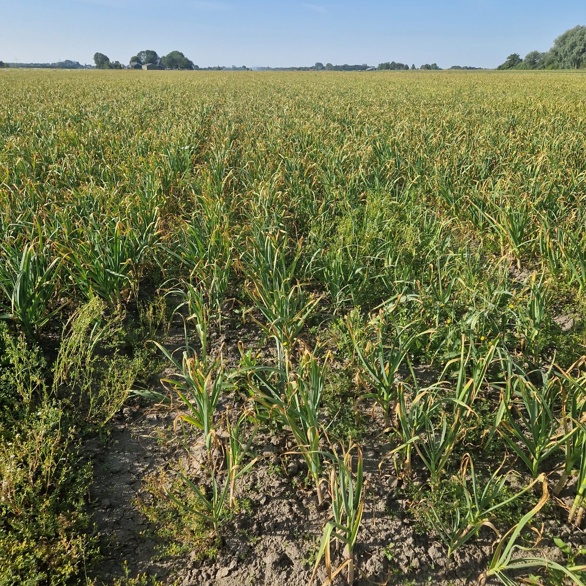 kramerstart's tweet image. De knoflookoogst is begonnen, en het gaat goed onder mooie omstandigheden. Uiteraard met machines van JJ BROCH. 🧄