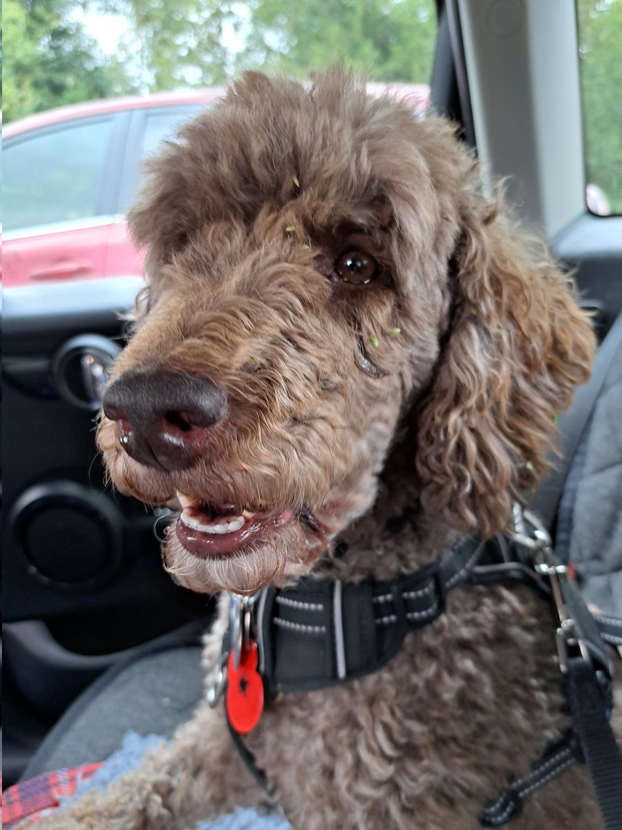 yorkshirejune's tweet image. This morning @HearingDogs ambassador Pasha and I came across some ripe wild  blackberries near the @riverfossYork .Very Very early as we  we usually pick them in August/ September.He also got a lot of tiny green seeds on his face