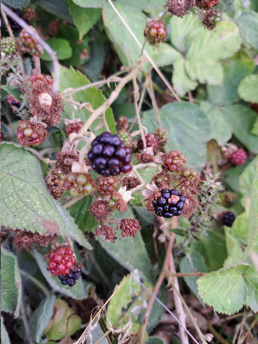 yorkshirejune's tweet image. This morning @HearingDogs ambassador Pasha and I came across some ripe wild  blackberries near the @riverfossYork .Very Very early as we  we usually pick them in August/ September.He also got a lot of tiny green seeds on his face