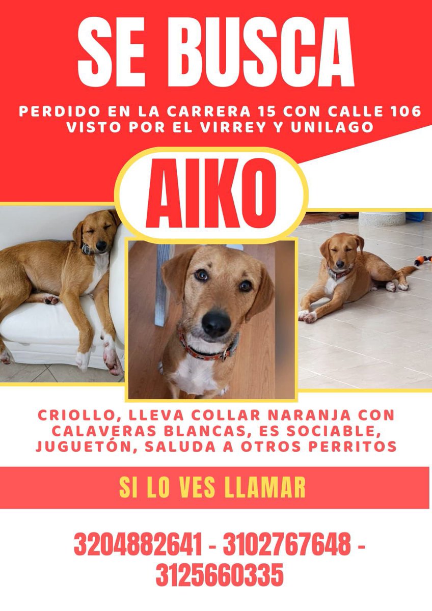 CamiloJaramill's tweet image. 🆘Su familia busca a Aiko 🐶, en Chapienro - Usaquen Bogotá, por favor compartamos 🙏
@MONYRODRIGUEZOF @PlataformaALTO @Marce_Tabares @piedrahitangela @DanielSamperO @HELIODOPTERO @coraimatorresd @patrulleroefra @laurarubiogu @darcyquinnr