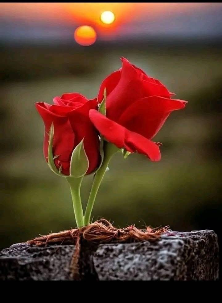 إلى من يمتلڪون مساحات من الود في قلوبهم ، 
أقول لهم 
لا تقيسوا محبتڪم بحجم الحروف
فما يحمله القلب يعجز عن نثره.

مساكم عطر الورد والياسمين ❤❤🌺🌺