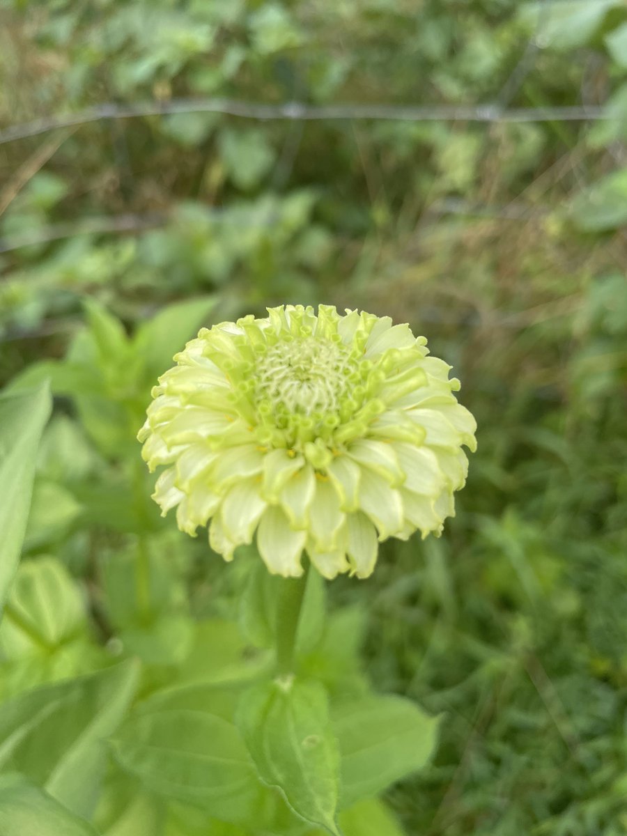 This year in the garden has had some major challenges (mostly involving storms and goats) but the zinnias are coming along nicely! I love these flowers so much because they could not be more low maintenance.