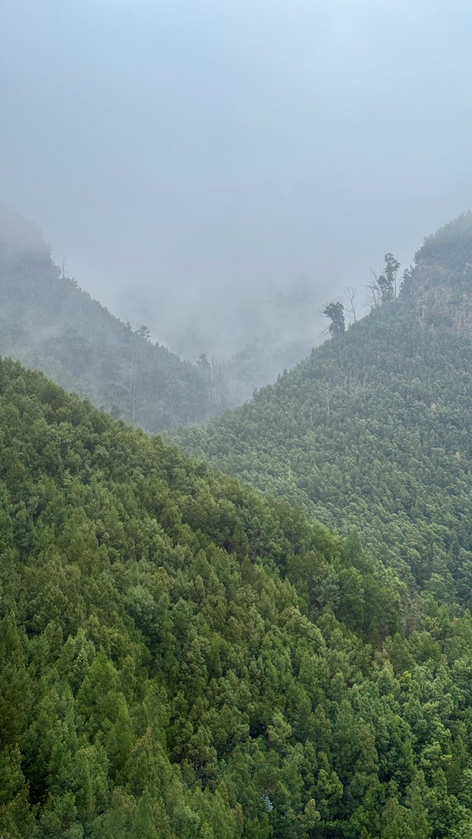 beauregvrd's tweet image. madeira, you were absolutely beautiful