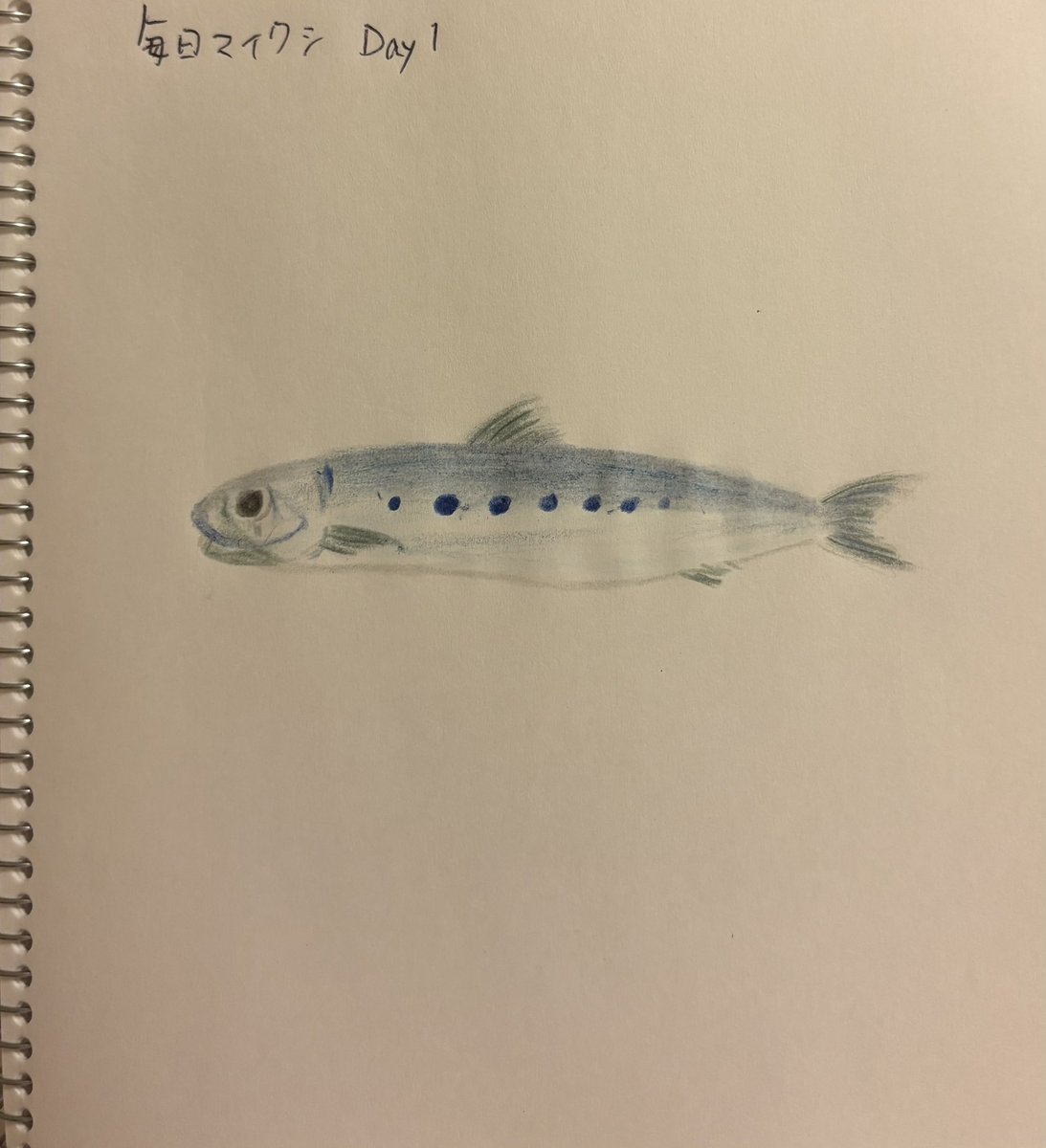 #毎日マイワシ　というタイトルで毎日マイワシを描きます