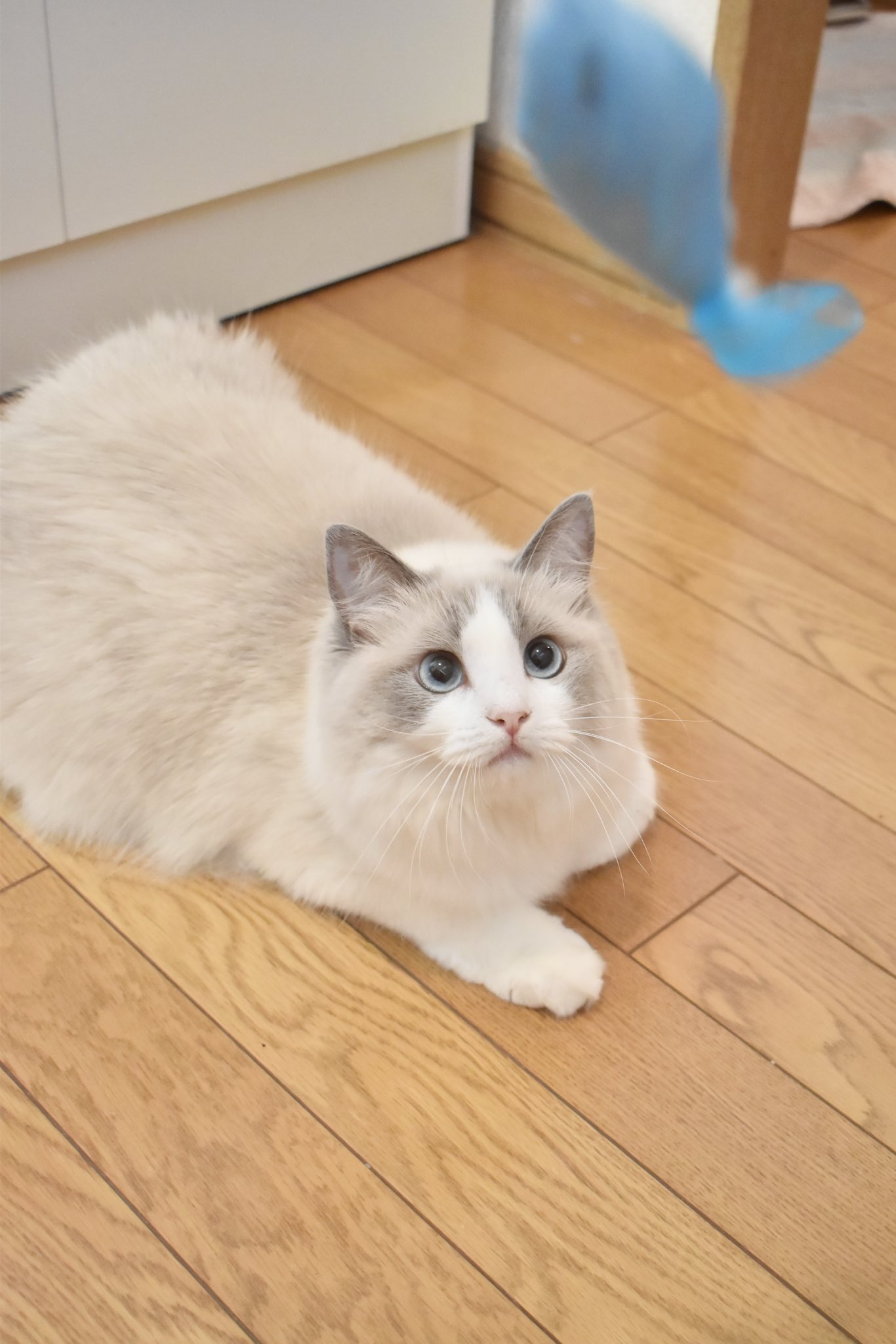 ⭐️ルー 猫ちゃんバングル⭐️ ⭐️ルー 猫ちゃんバングル⭐️