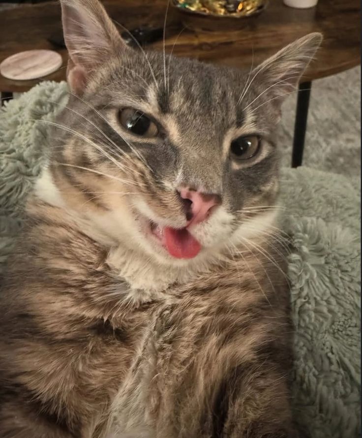 USE CODE k6o🐈 in item shop to help my cat get a food !