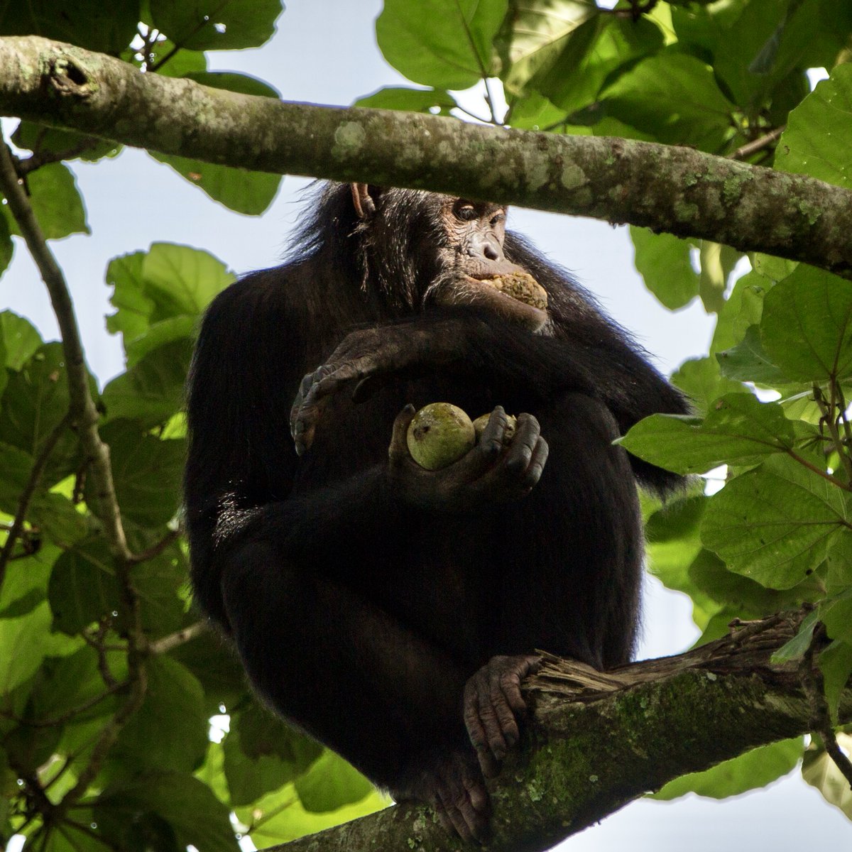 gorillacd's tweet image. Le Chimpanzé de l’Est est une sous-espèce classée comme "En danger" par l’UICN, principalement menacée par les activités humaines. À Rumangabo, le quartier général du Parc, notre équipe de pisteurs suit de près un groupe de 18 individus. En protégeant leur habitat et en veillant…