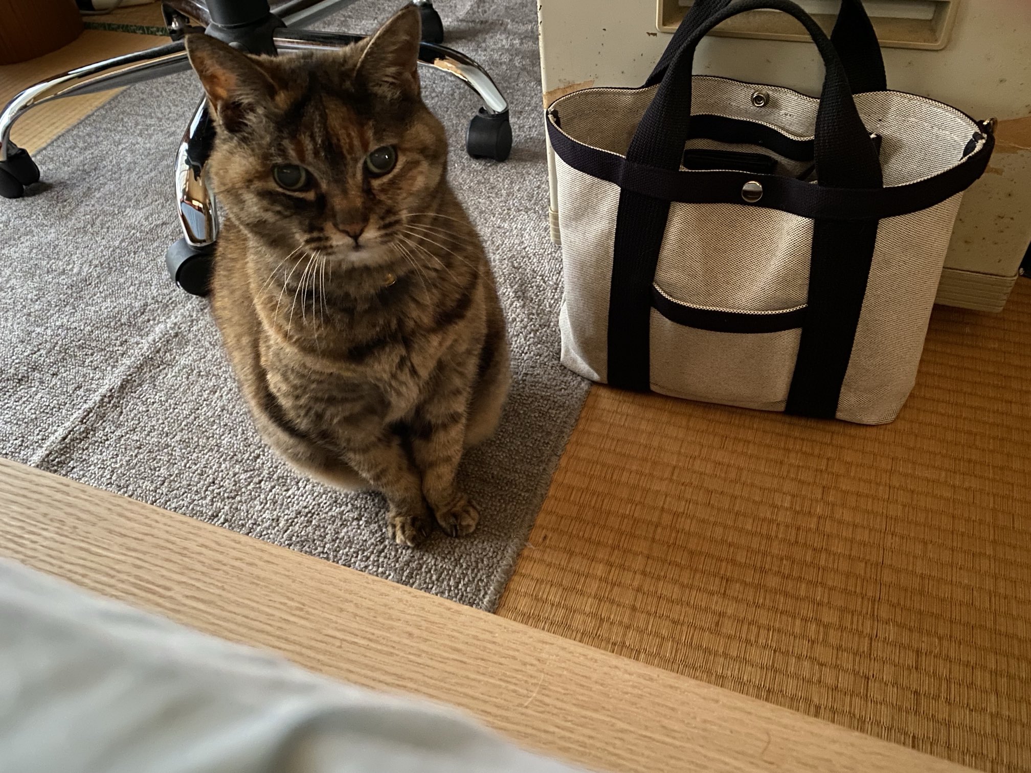 ねこ先輩 on X: 