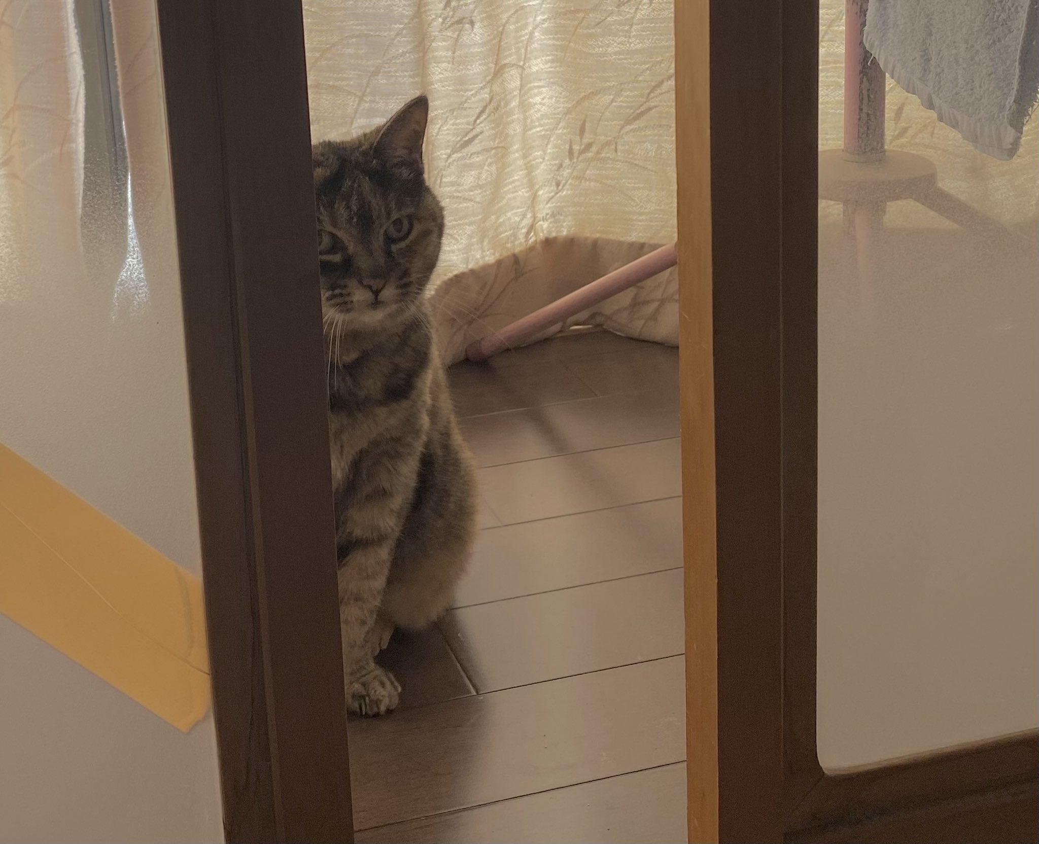 猫先輩  2点 ねこ先輩 on X: 