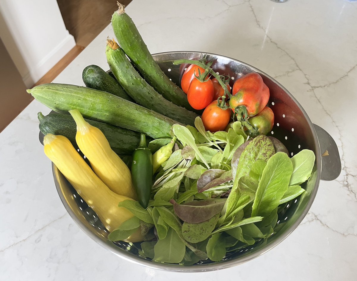 mshodl's tweet image. Well I’m not gonna feed the masses, but not a terrible morning harvest from our little garden.