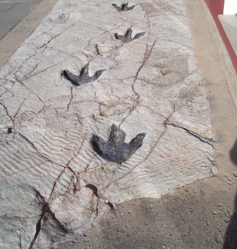 📢Oferta de inicio a la actividad investigadora – Grupo de Investigación Desarrollo de Especies y Comunidades Leñosas (WooSp)- línea de investigación: Paleobotánica y paleoecología. Detalles en ℹ️short.upm.es/rkvay