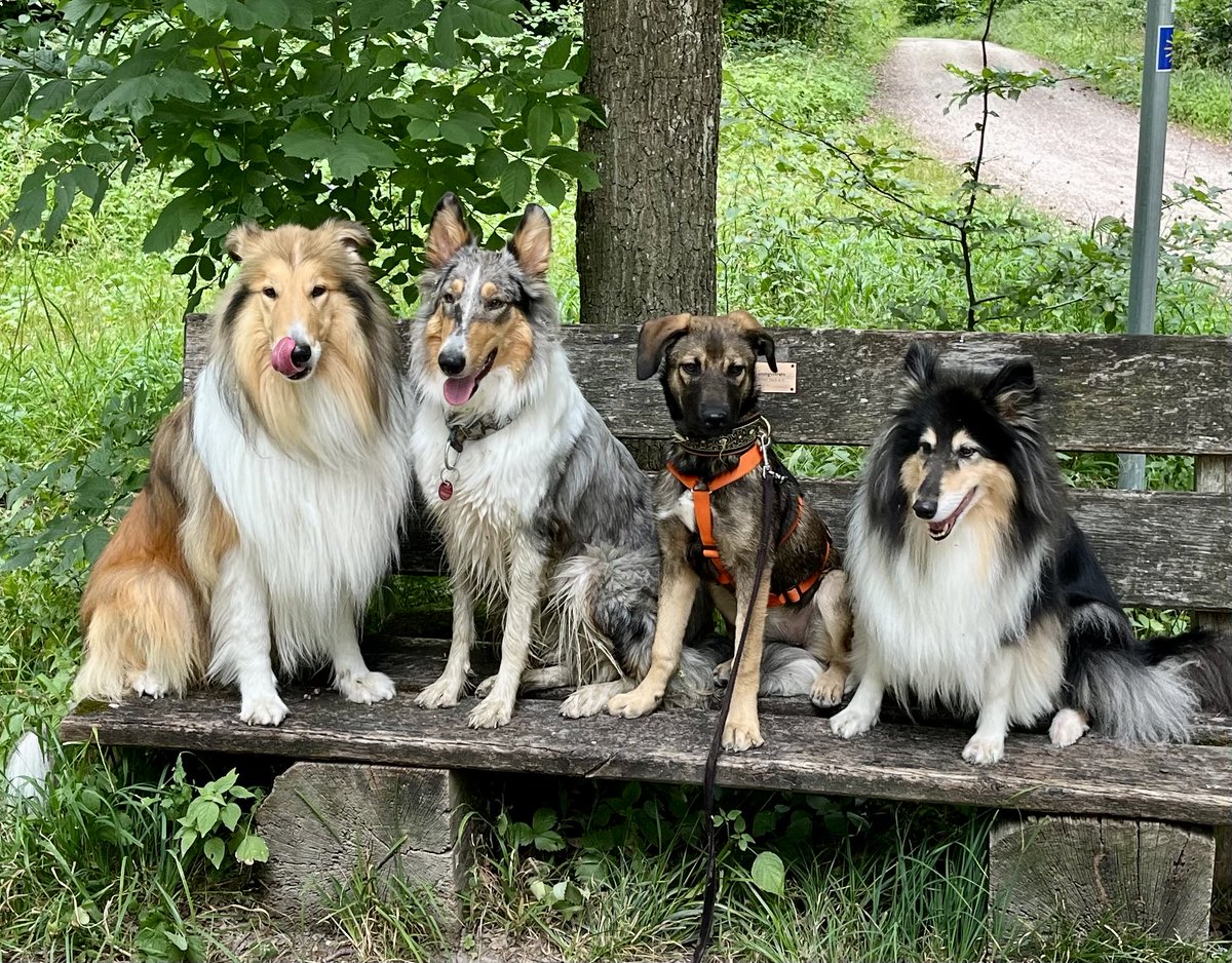 Rudelgassi mit Iago, Kalima und Pflegehündin Missy (die noch ein neues Zuhause sucht).
Kalima ist kurz davor noch bis zum Bauch durch einen Drecktümpel geplanscht. Gar nicht Collietypisch! Bin sooo froh, dass Ally das nicht macht. 😂
