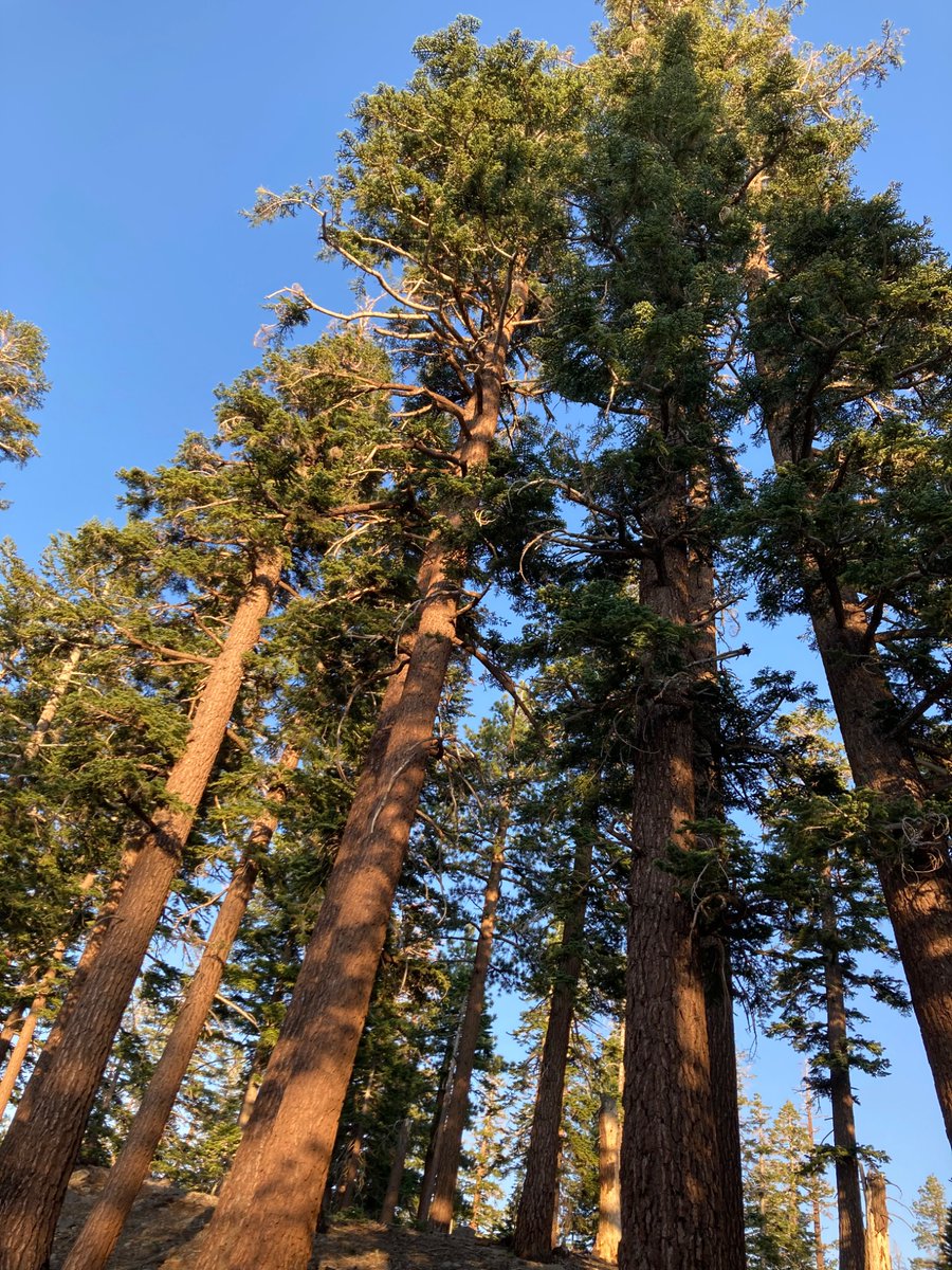 wildcreativity's tweet image. Trees seem so silent
all the while whispering
among themselves.
#haiku #naturephotography