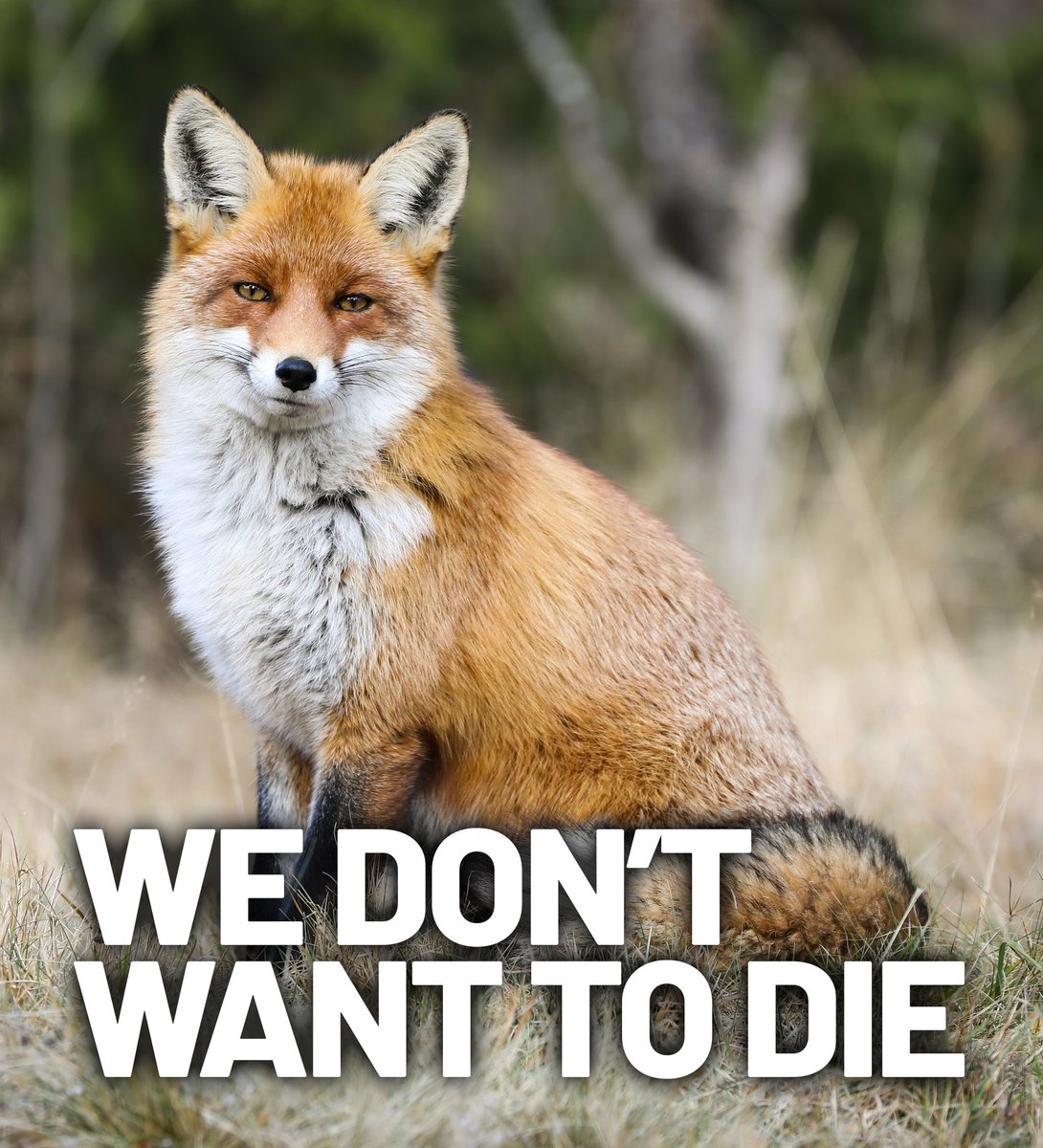 We can stop them from dying if we finally enforce a proper ban on hunting. Who's with us?