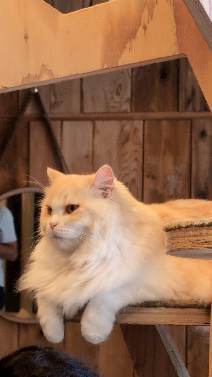 初めて猫カフェいった！
あまりにも可愛すぎるしたくさん触らせていただけて感謝しかない
猫じゃらしには反応しないのにおやつには飛びつくのがとても猫様らしい