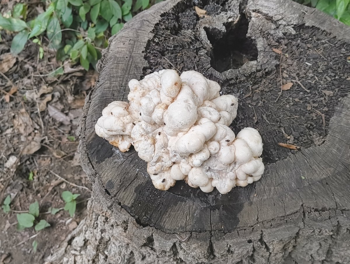 切り株に生えてたキノコ？？
プリント失敗してるのかと思った…。
#3DPrinting