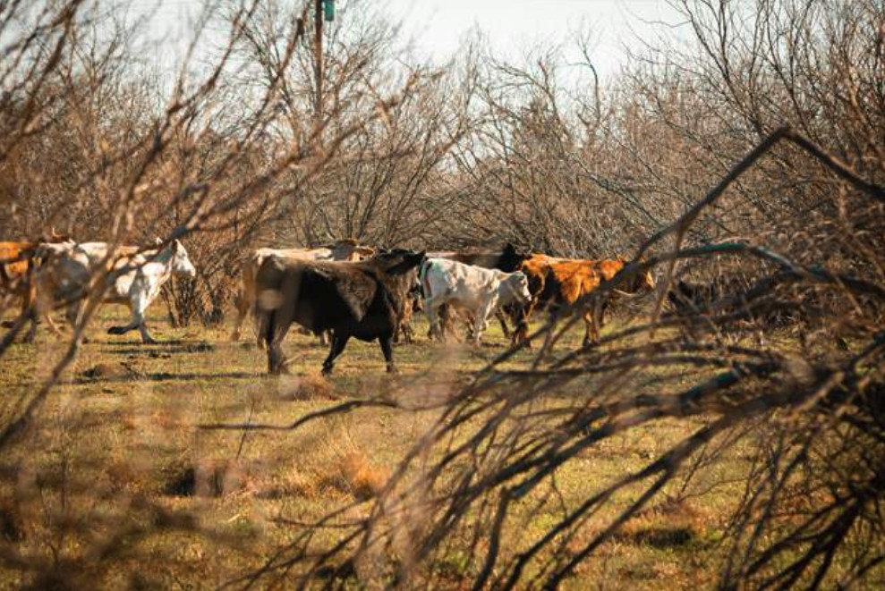 Here's today's headlines #ICYMI

Stock theft – statistics show progress but also ongoing problems
africanfarming.com/tiny/lgj
Innovative new store Skubu tackle food security within a circular economy
africanfarming.com/tiny/65un
Drought drives record grain imports from the US