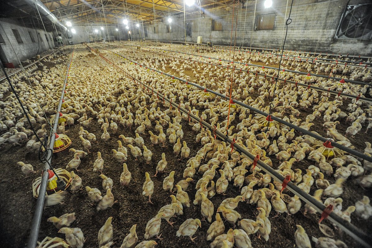 AnimalLawEurope's tweet image. 🚨 A Spanish court ruled that factory farming violates human rights.
🇪🇸 Authorities failed to manage extreme pollution from pig & poultry farms in A Limia.
🏆A major win against industrial animal farming — the first of many, we hope.
🔗 More here → tinyurl.com/y54bw6je