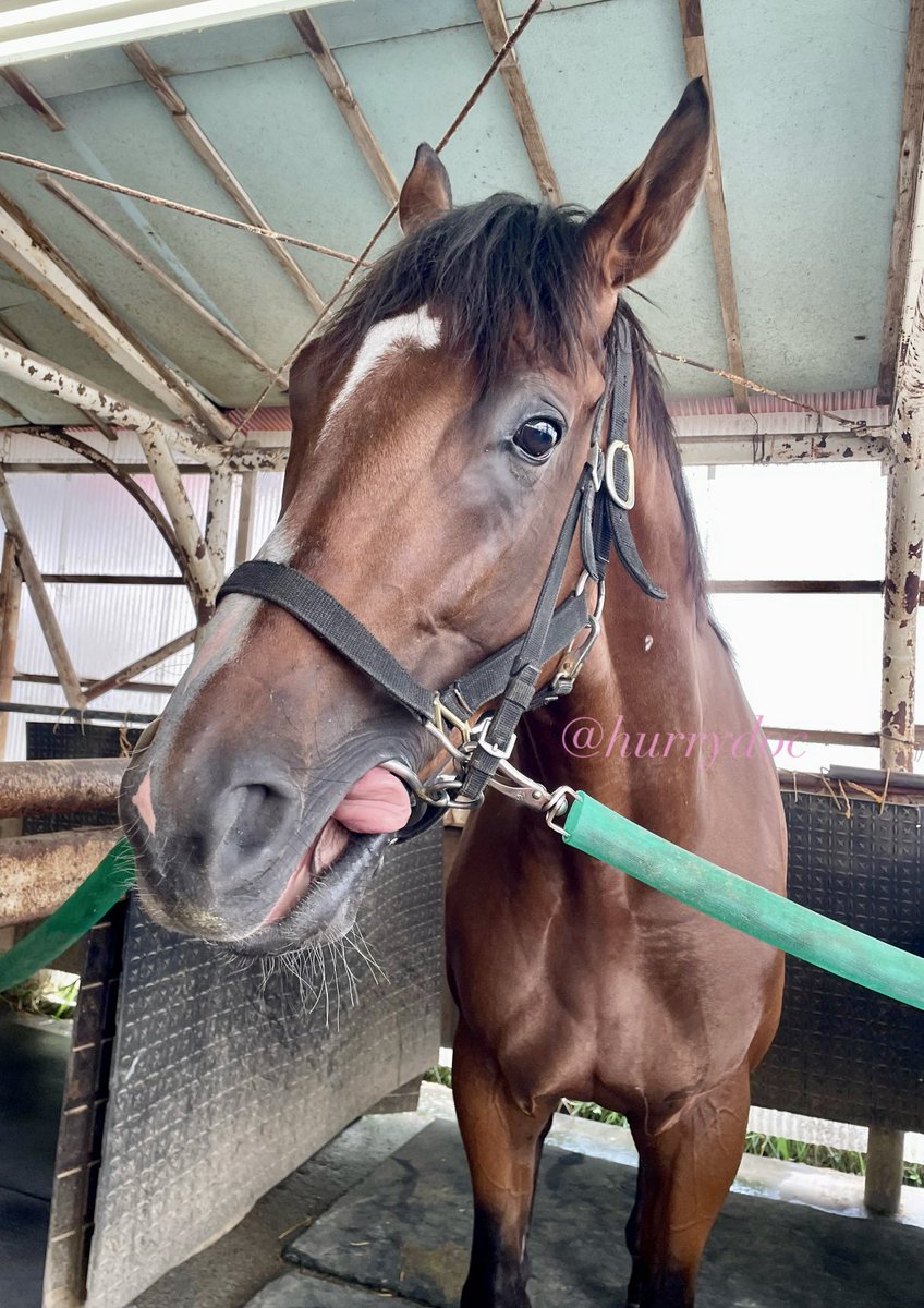 HurryDoc's tweet photo. 王冠賞に向��ての治療も山場を迎えています。ホッカイドウ競馬ファンとしてもこのレースはとても楽しみ😊
@川島洋人厩舎ソルジャーフィルド号✨ https://t.co/lrDjg3ojqg