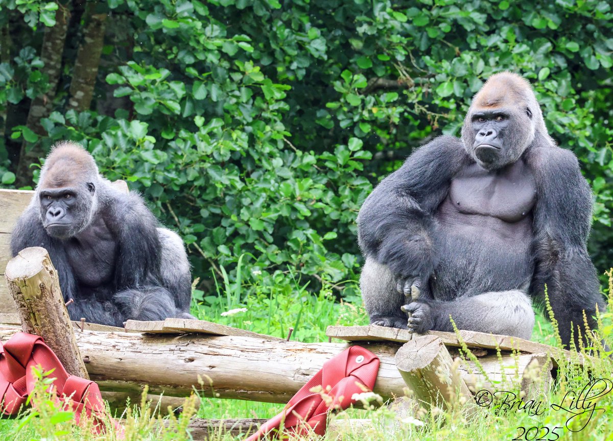 brglilly's tweet image. Kiondo and N'Dowe deciding to dismantle the platform 3 of 3 @PaigntonZoo #gorillas #primates