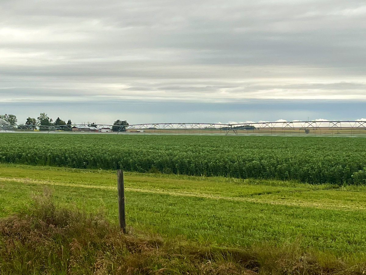 Fabelle faba bean looking amazing! 
Tall! - almost need taller sprinklers.
Seeded April 18
stampseeds.com/fabelle-faba-b…
#WestCdnAg