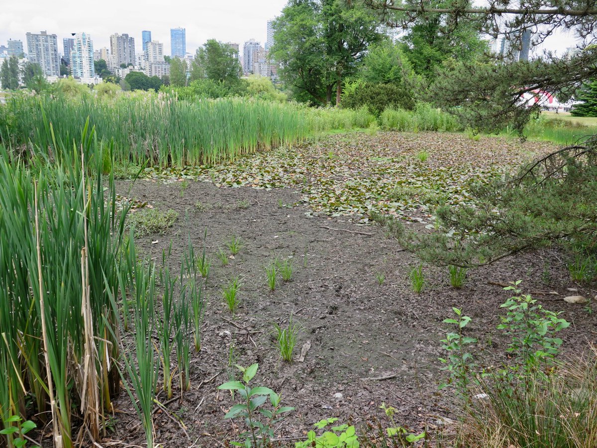 John Lee (@johnleewriter) on Twitter photo Hey <a href="/CityofVancouver/">City of Vancouver</a>, can you turn on the water for the ponds in Vanier Park? The birds are struggling and the remaining water in the main pond is dark green and stagnant. Hey <a href="/CityofVancouver/">City of Vancouver</a>, can you turn on the water for the ponds in Vanier Park? The birds are struggling and the remaining water in the main pond is dark green and stagnant.