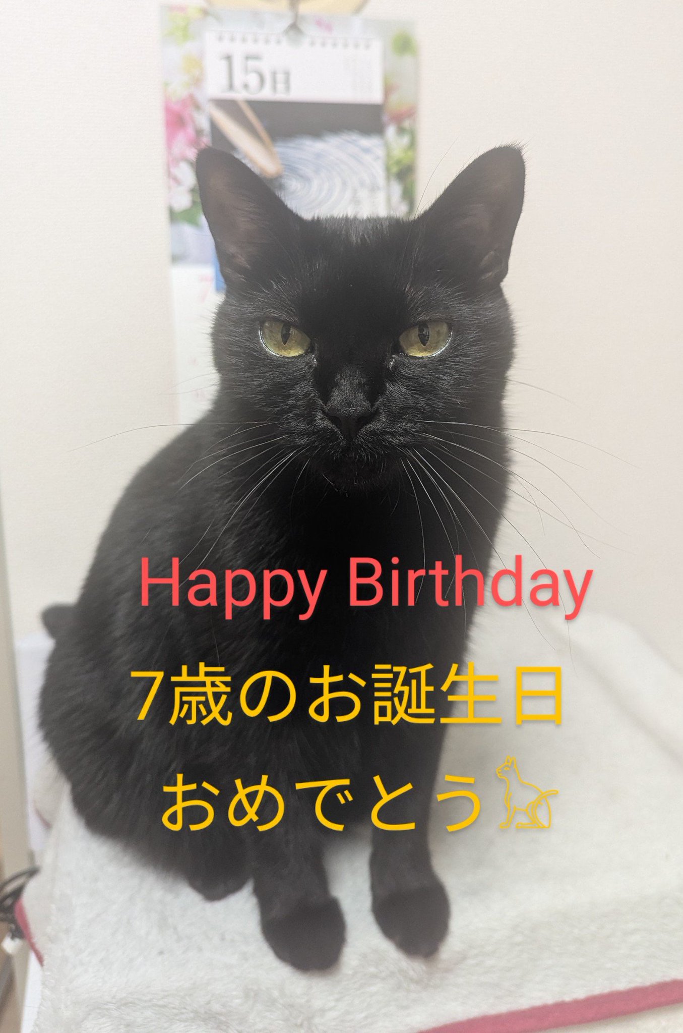 ねこばんざい 黒猫ねね on X: 