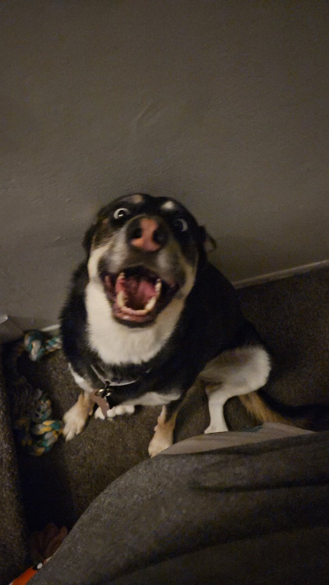 Codebot52's tweet image. Happy doggo