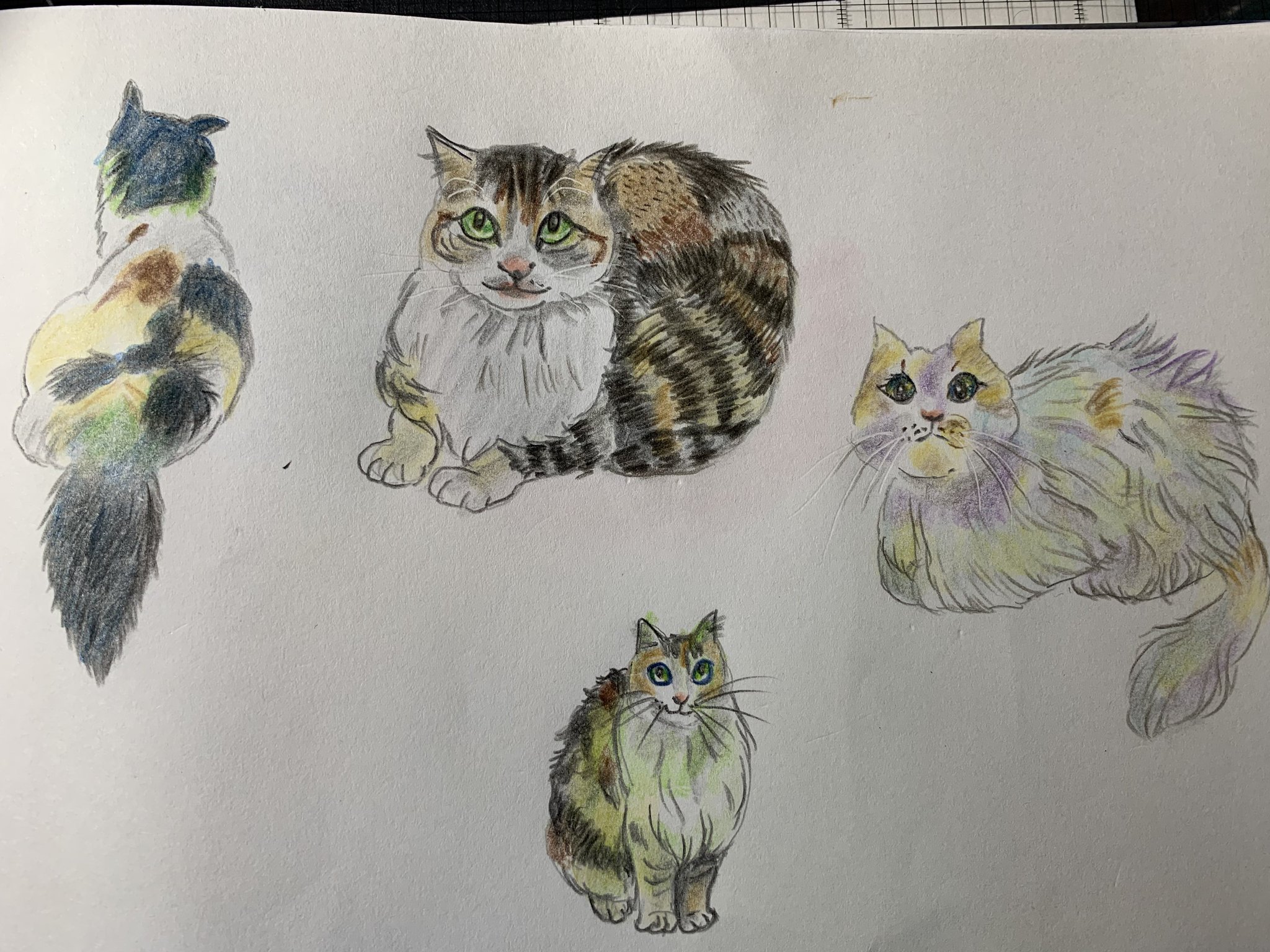 色鉛筆画 A4.猫 クリスマス8 色鉛筆画 A4.猫 クリスマス2