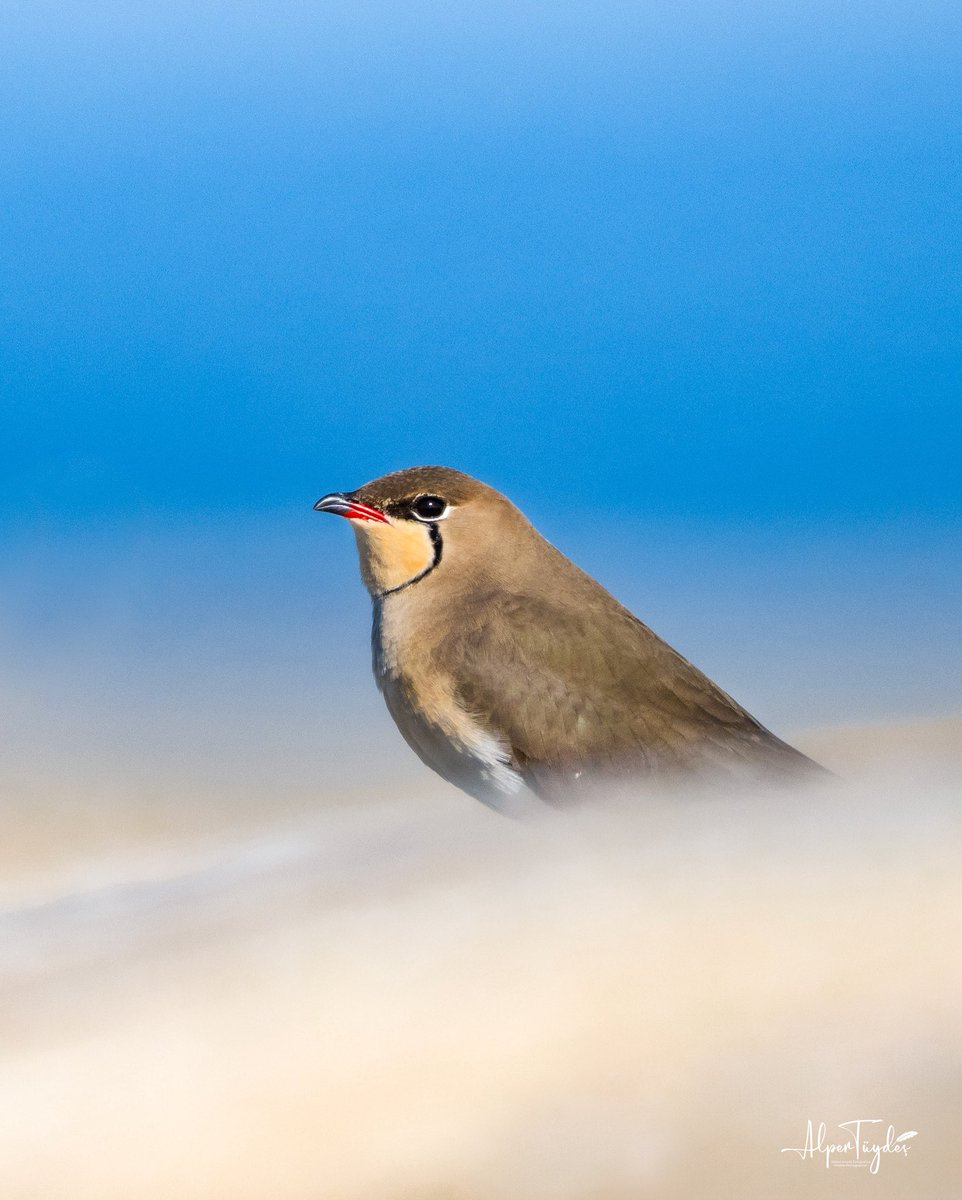 Bataklıkkırlangıcı 
Baharla birlikte göçten gelen kuşlarımızdan.  Agresif bakışları, yarım kalmış ruju ile pek fotojeniktir kendisi. Kocaçay Deltası’ndan💚
