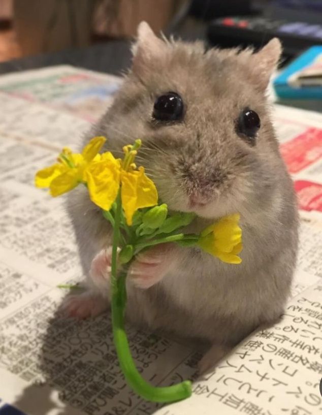 hamster (@hamsterie) on Twitter photo 