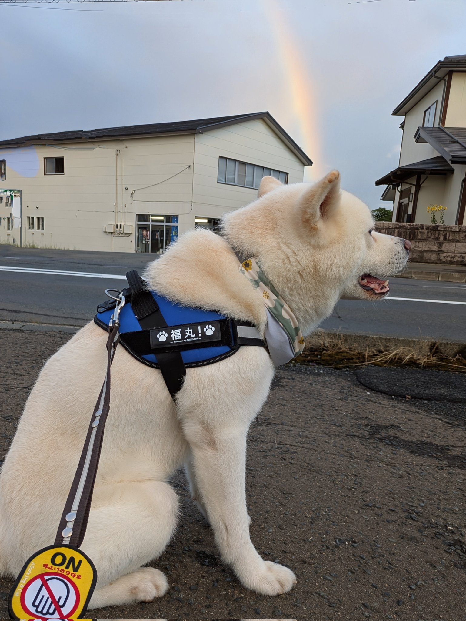 秋田犬 福丸 on X: 