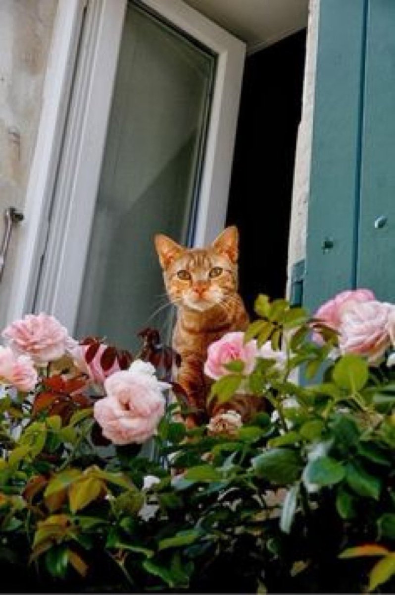 CATLOVER 🐾🐾🐾🐾🐈