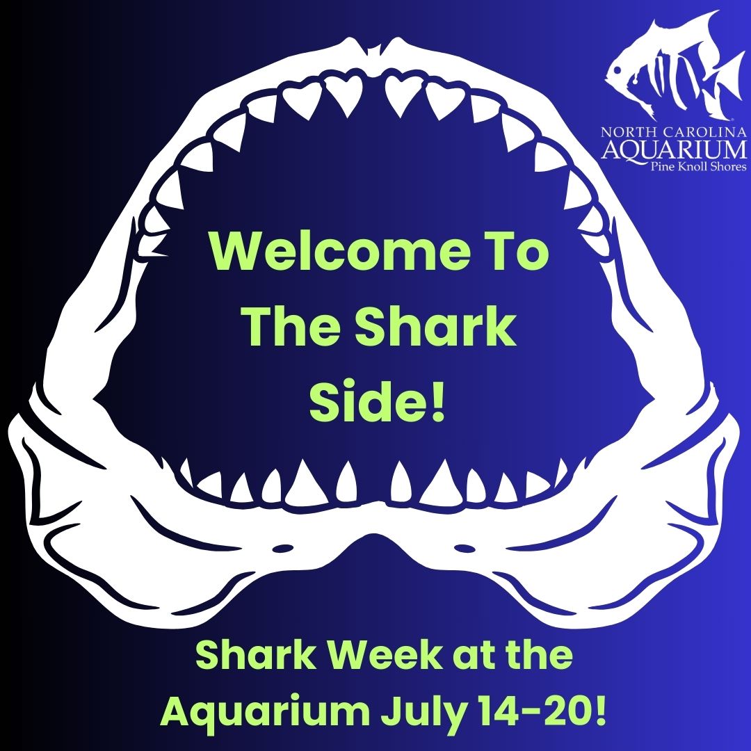 🦈 Celebrate Sharks &amp; Rays during Shark Week July 14-20. Activities free with admission! Learn how you can help the ocean’s top predators! Enjoy crafts and activities in the Discovery Classroom. Get photos of your toothy grin inside the replicated jaws of a now extinct megalodon!