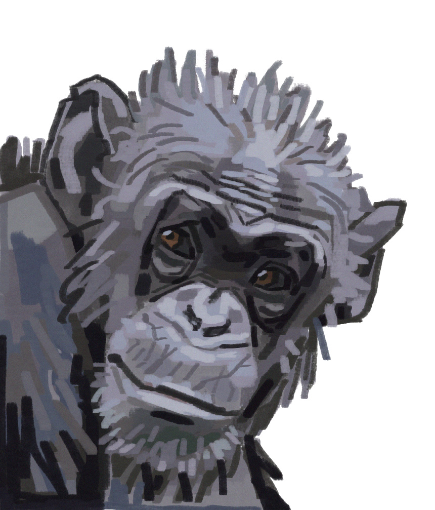 meatybug's tweet image. happy world chimpanzee day!!!!!