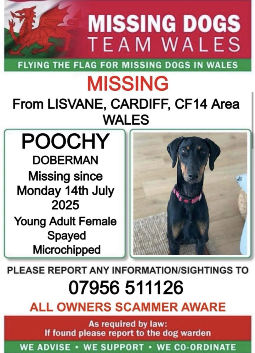 missingdogwales's tweet photo. ‼️#POOCHY A FEMALE #DOBERMAN IS #MISSING FROM #LISVANE , #CARDIFF #CF14 #WALES 
SINCE MONDAY 14TH JULY ‼️
🔻
💥POOCHY IS MICROCHIPPED &amp; SPAYED 💥
PLEASE LOOK OUT FOR HER AND IF SEEN CALL THE NUMBER ASAP ⬇️⬇️ https://t.co/7Fx5QCn2Lm