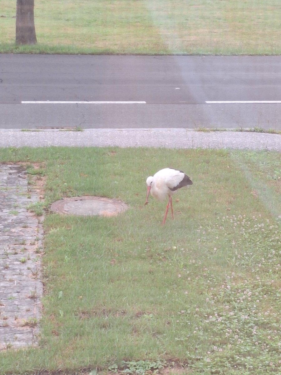 Proof living on the countryside.. first view in the morning outside my bedroom Window 🥰🥰