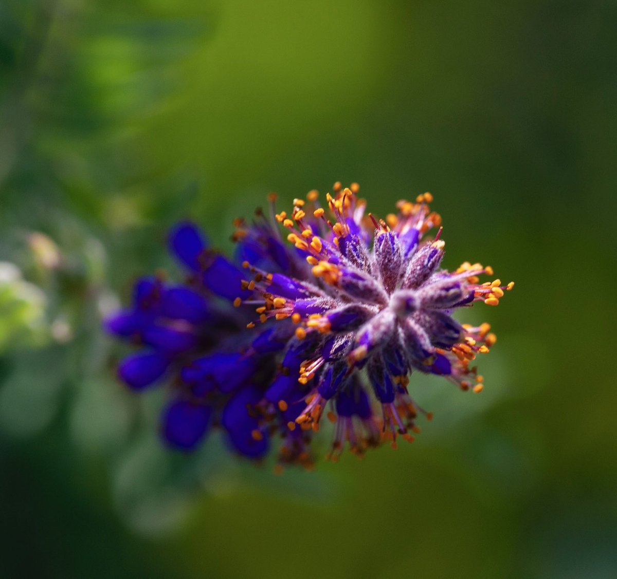 Your afternoon Wildflower from the North Dakota prairie. The amazingly striking purples &amp; oranges of Leadplant are blooming now. I’d say this one is special but ALL prairie plants are special. I do love the color combo. #wildflowers #flowers #wandering #northdakota #prairie