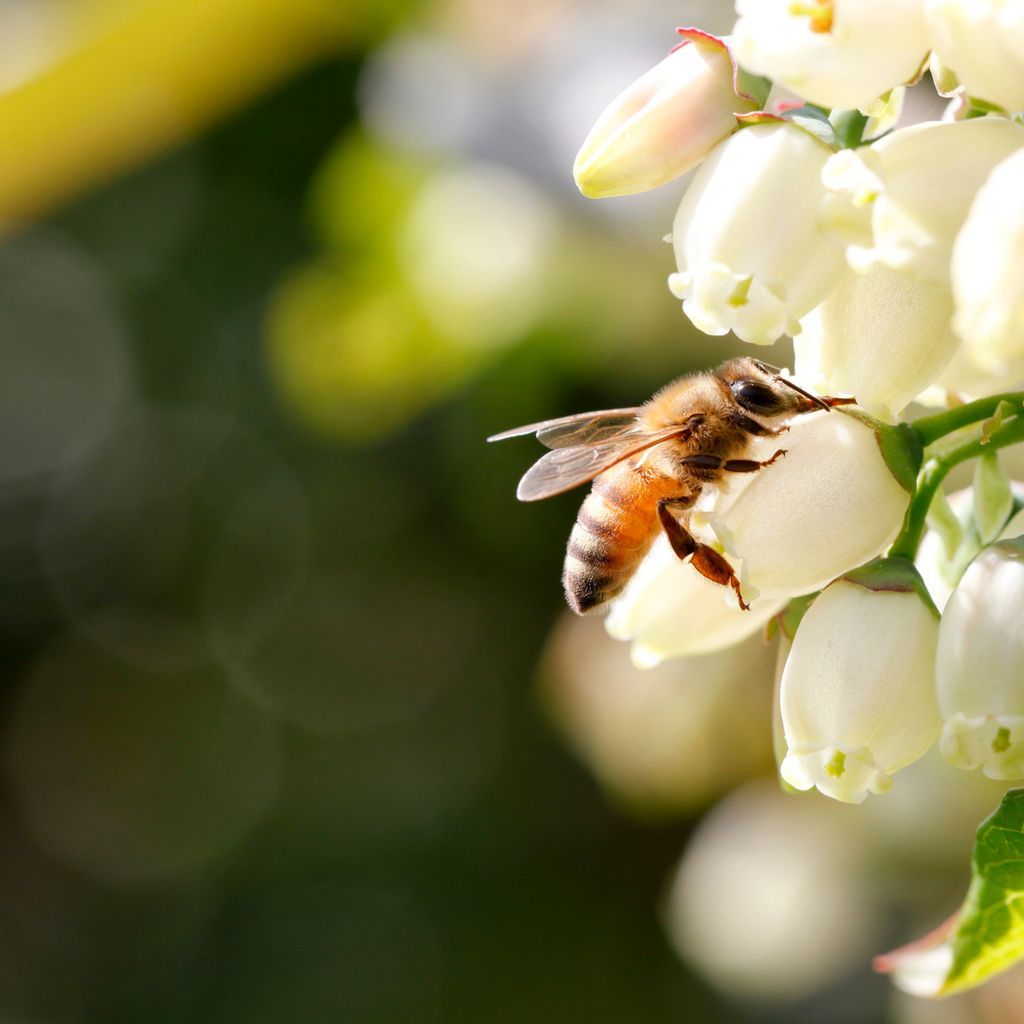 Fun fact: Wild blueberries are pollinated by bees and native pollinators who thrive in natural ecosystems. No greenhouses, no GMOs, just good old-fashioned biodiversity.

Learn more at wildblueberryassociation.ca/the-better-blu… 

#pollinatorpower #ecofriendlyFruit #wildblueberries #daily