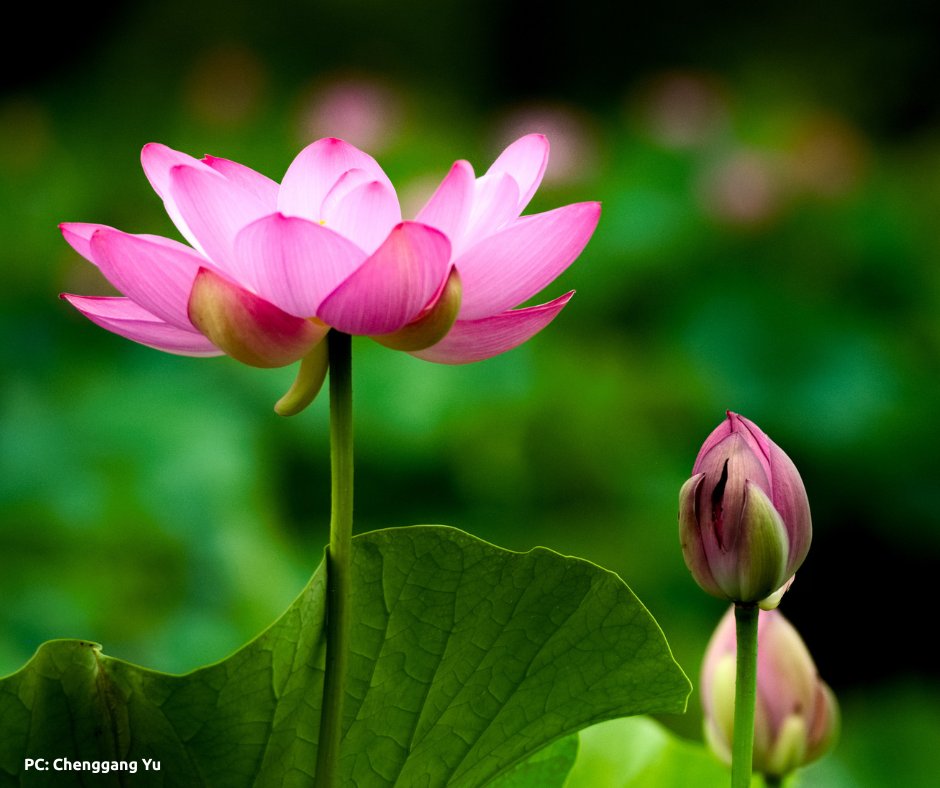 Congratulations to our monthly photo contest winner: Chenggang Yu! This beautiful photo of our sacred lotus blossoms unfurling is a taste of what you will see on full display at the festival this weekend! #linkinbio to submit your photos for next month 📸