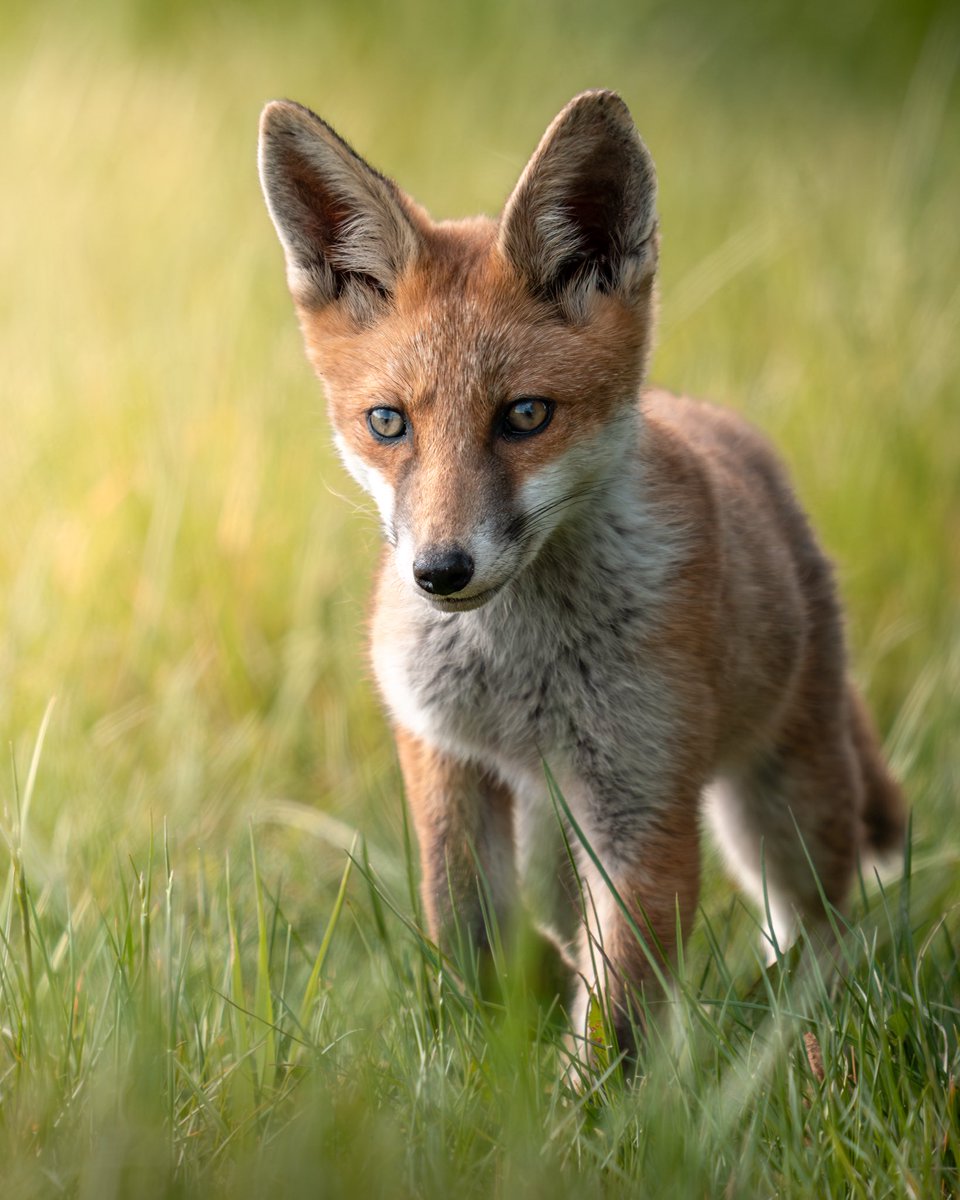 Paul__Browning_'s tweet image. Hello gorgeous 🦊👋🏻 
Welcome to the world !

#FoxOfTheDay #WildlifePhotography