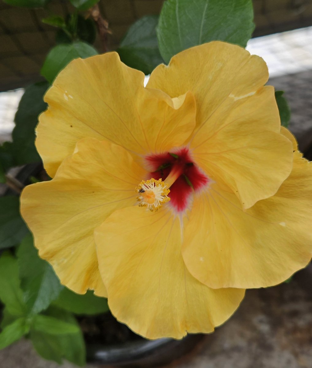 Ein bisschen Farbe für Euch. Mein Hibiskus blüht mit tausend riesigen Blüten...