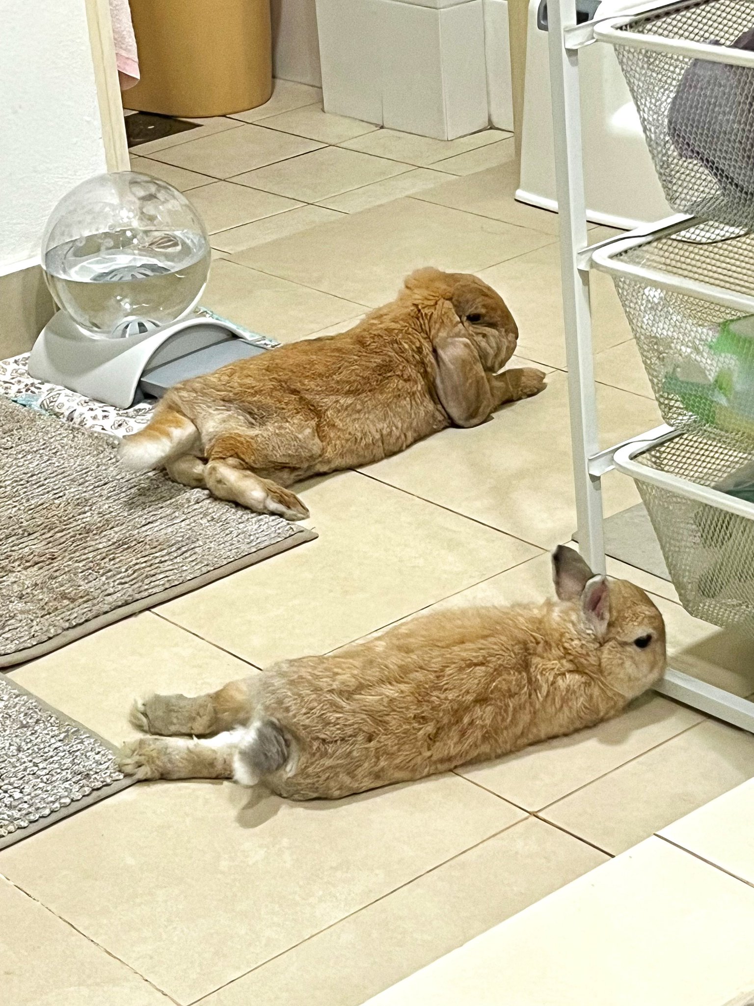 おれんじうさぎ 仔うさぎ情報 うさぎ専門店_Net Rabbit