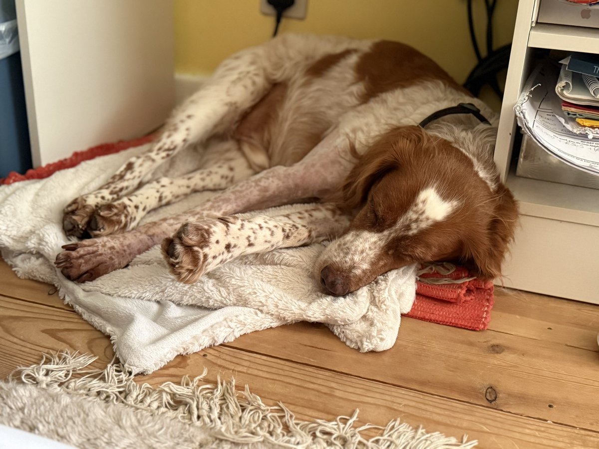 smarshcollings's tweet image. And he’s home.
Cellulitis finally under control thanks to @auraveterinary . He wouldn’t eat despite their care and coaxing. This boy would literally waste away if he didn’t have me. That’s very humbling. What a precious little soul 🤍 #brittanysneedinghomes