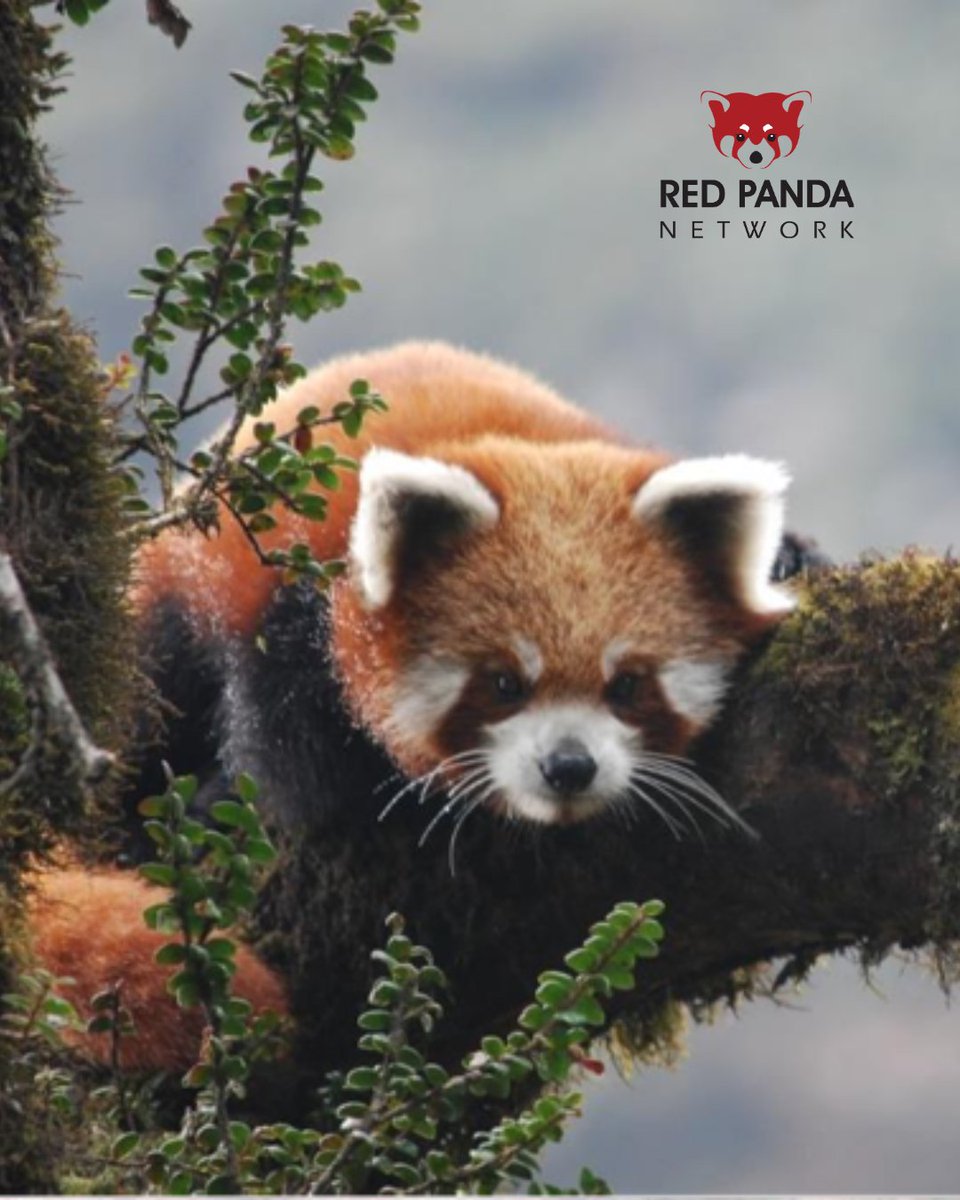 RedPandaNetwork's tweet image. Save the Date! 📆
🎉 This 16th annual day of global education and conservation will be on Saturday, September 20, 2025, and will focus on youth education and empowerment through our Red Panda Conservation Scholarships for Education and Red Panda Ranger programs.
👇More…