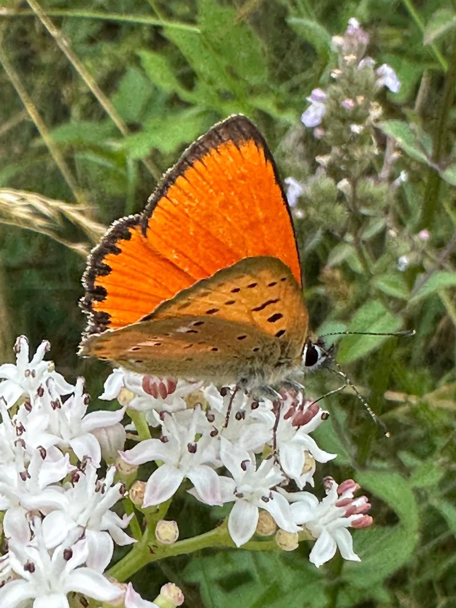 Greenwings's tweet image. A few more pics from our butterfly tour in Romania. About 60 species seen today, including these (names in ALT text).
Remember, we donate money from ALL of our worldwide butterfly tours to @europebutterfly - you can ‘observe & conserve’ with Greenwings!