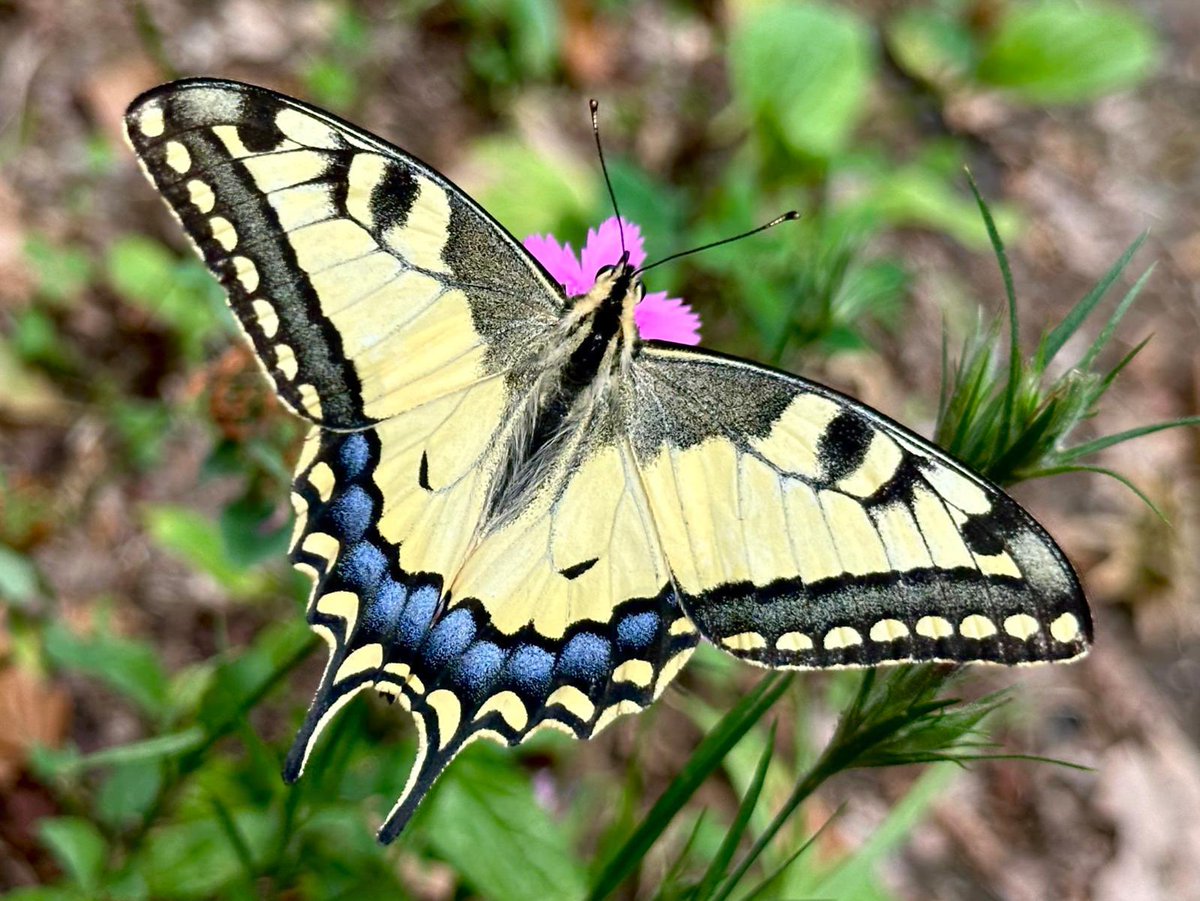 Greenwings's tweet image. A few more pics from our butterfly tour in Romania. About 60 species seen today, including these (names in ALT text).
Remember, we donate money from ALL of our worldwide butterfly tours to @europebutterfly - you can ‘observe & conserve’ with Greenwings!