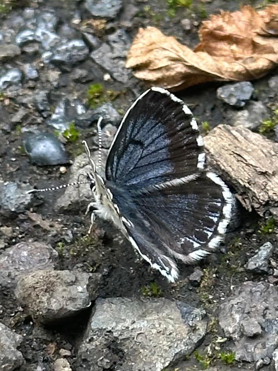 Greenwings's tweet image. A few more pics from our butterfly tour in Romania. About 60 species seen today, including these (names in ALT text).
Remember, we donate money from ALL of our worldwide butterfly tours to @europebutterfly - you can ‘observe & conserve’ with Greenwings!